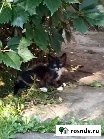 Черный котенок девочка Солнечногорск - изображение 1