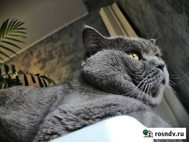 Кот шотландец Тюмень - изображение 1