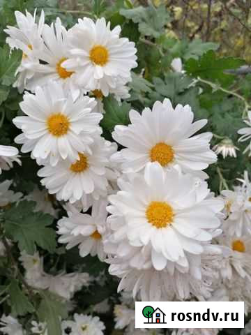 Хризантемы (дубки) саженцы Севастополь - изображение 1