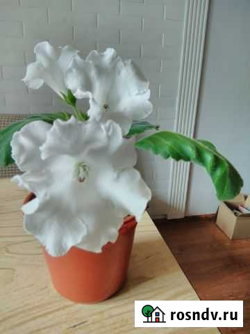 Глоксиния Императрица Чита - изображение 1