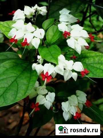 Клеродендрум с доставкой Благовещенск - изображение 1