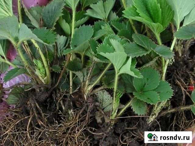 Рассада клубники Глинищево - изображение 1