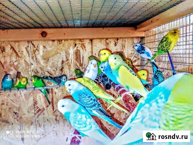 Попугаи волнистые от заводчика Прохладный - изображение 1