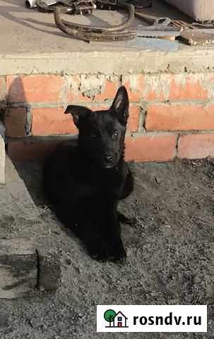 Щенок Брянск - изображение 1