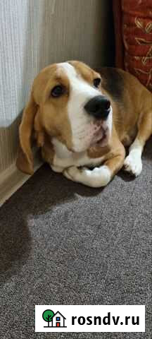 Собака бигль Балашиха - изображение 1