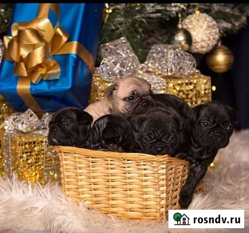 Щенки Таганрог - изображение 1