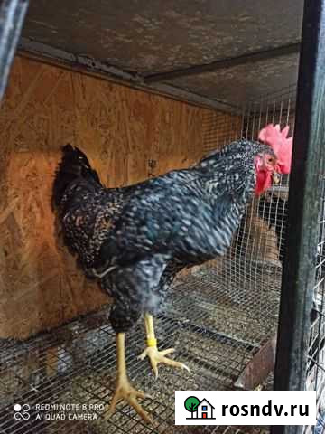 Петухи Наро-Фоминск - изображение 1