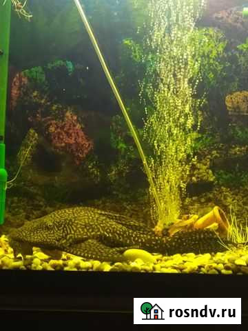 Сом Брянск - изображение 1