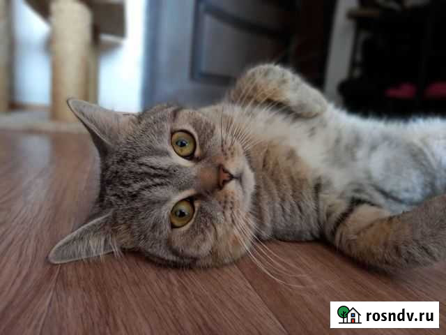 Шотладский кот вязка Хабаровск - изображение 1