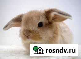 Декоративные малыши Идрица - изображение 1