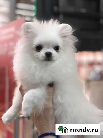 Шпицы белые Самара - изображение 1