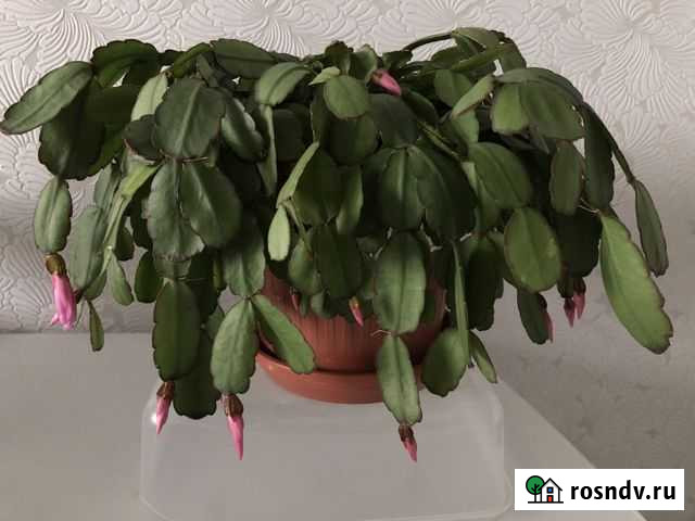 Цветок пасхальник Йошкар-Ола - изображение 1