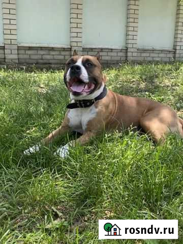 Американский Стаффорд Белгород - изображение 1