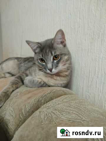Кошка Омск - изображение 1
