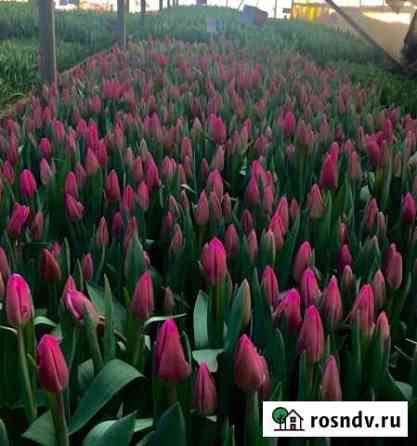30 сортов тюльпанов Елец