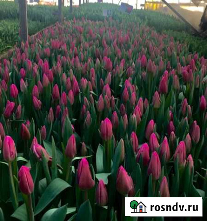 30 сортов тюльпанов Елец - изображение 1