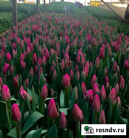 30 сортов тюльпанов Елец - изображение 1