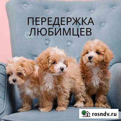 Передержка питомцев Москва