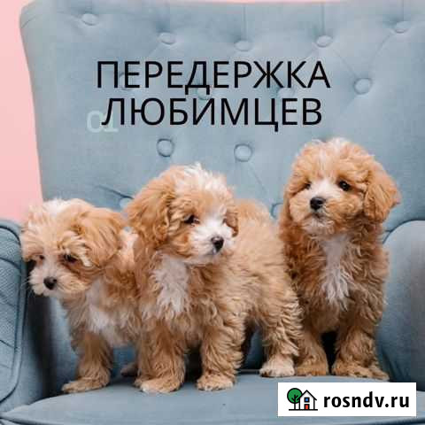 Передержка питомцев Москва - изображение 1