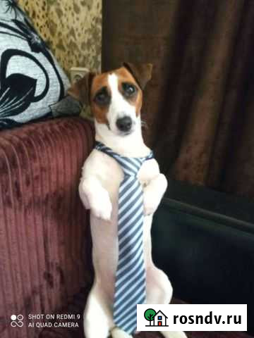 Джек Рассел терьер,вязка Рязань - изображение 1