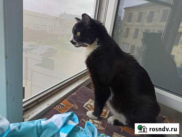 Ласковый котик Ярославль - изображение 1