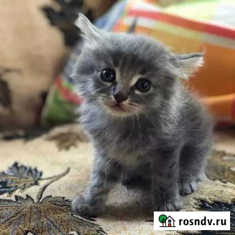 В добрые руки Барнаул - изображение 1