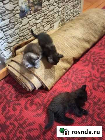 Котята в добрые руки Сарапул - изображение 1