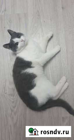 Кошечка ищет семью Коммунарка - изображение 1