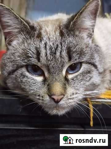 Котик Володарск - изображение 1