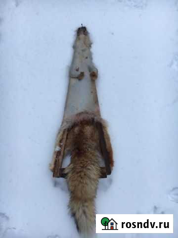 Шкурки лисиц Донской - изображение 1