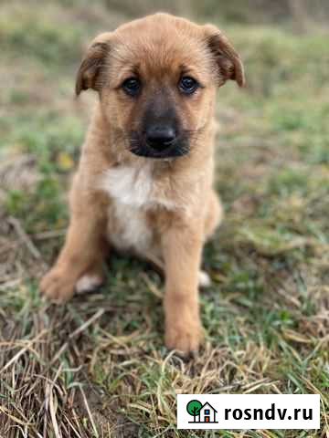 Щенуля Анапа - изображение 1