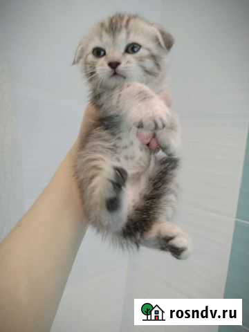 Шотландский вислоухий Иваново - изображение 1