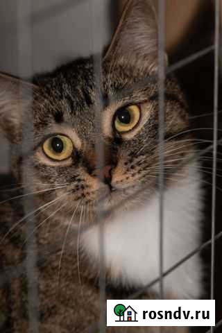 Кошечка Каролина Петропавловск-Камчатский - изображение 1