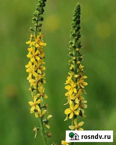 Репешок трава Рязань - изображение 1