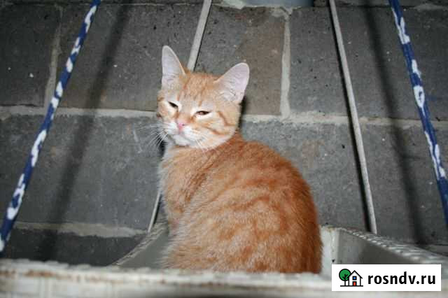 Котенок-мальчик в добрые руки. Ходит в лоток Белгород - изображение 1