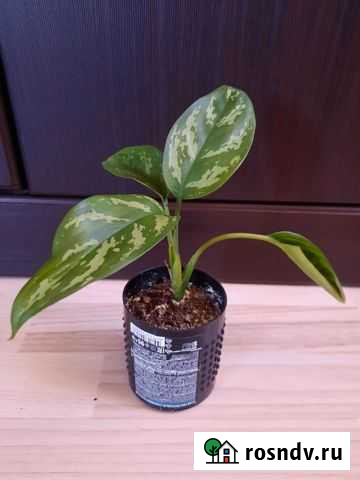 Аглаонема Иваново - изображение 1