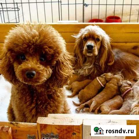 Кокер пудель кокапу Брюховецкая - изображение 1