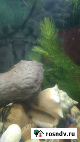 Аквариумные растения Дмитров - изображение 1