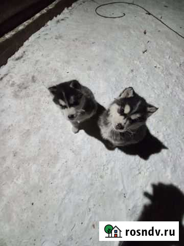 Сибирский хаски Улан-Удэ - изображение 1