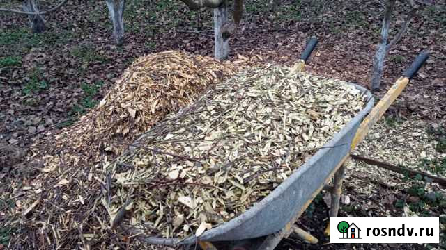 Щепа яблоневая Нововеличковская - изображение 1