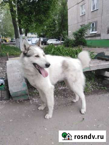 Вязка собаки лайка Барнаул - изображение 1