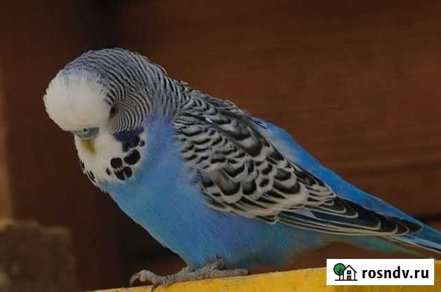 Волнистый попугай самец Мытищи - изображение 1