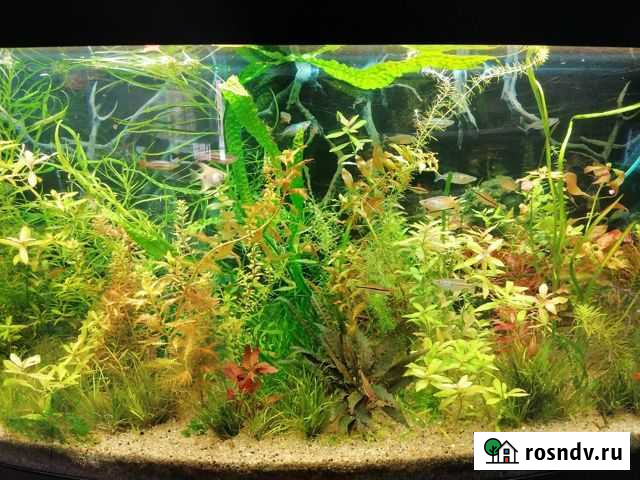 Аквариумы, рыбки, растения, оборудование Вышний Волочек - изображение 1