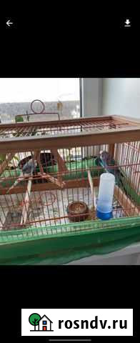 Волнистый попугай с клеткой Одинцово - изображение 1