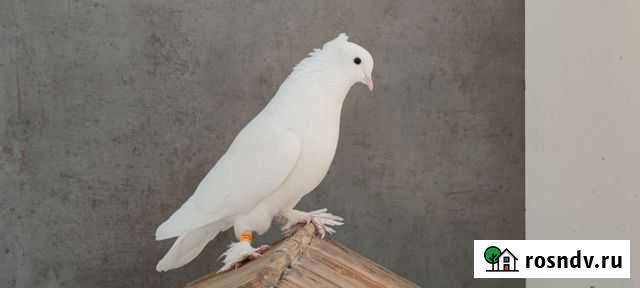 Голуби ленинакакие Москва - изображение 1