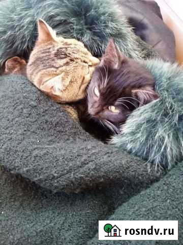 Отдам котят 5 месяцев Щекино - изображение 1