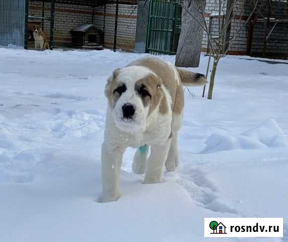 Среднеазиатская овчарка Смоленск - изображение 1