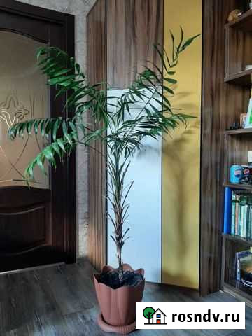 Пальма Красноярск - изображение 1