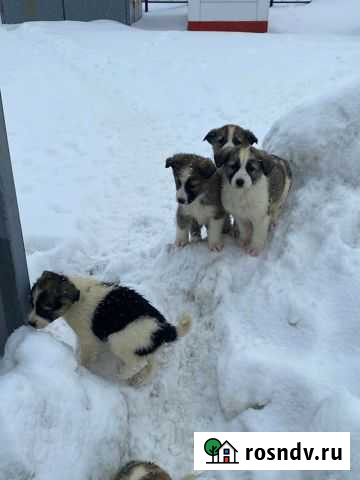 Собака в добрые руки щенок Камышин - изображение 1