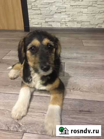 Собака Альметьевск - изображение 1